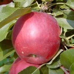 Liberty Malus Domestica `Liberty´ -Obstbaumes Geschaft Liberty