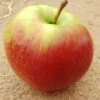Ligol Malus Domestica `Ligol´ -Obstbaumes Geschaft Ligol1