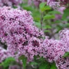 Zwerg-Duft-Flieder `Lillifee´® Syringa Meyeri `Lillifee´ -Obstbaumes Geschaft Lillifee Kordes Jungpflanzen