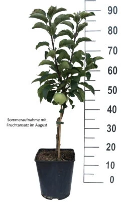 Zwergapfel Maloni® `Lilly´® Malus Domestica `Lilly´ -Obstbaumes Geschaft Lilly weiss