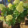 Rispenhortensie `Little Lime®´ Hydrangea Paniculata `Little Lime´ -Obstbaumes Geschaft Limelight Hortensie