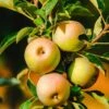 Säulenapfel `Lopini´® Malus Domestica `Lopini´® -Obstbaumes Geschaft Lopini