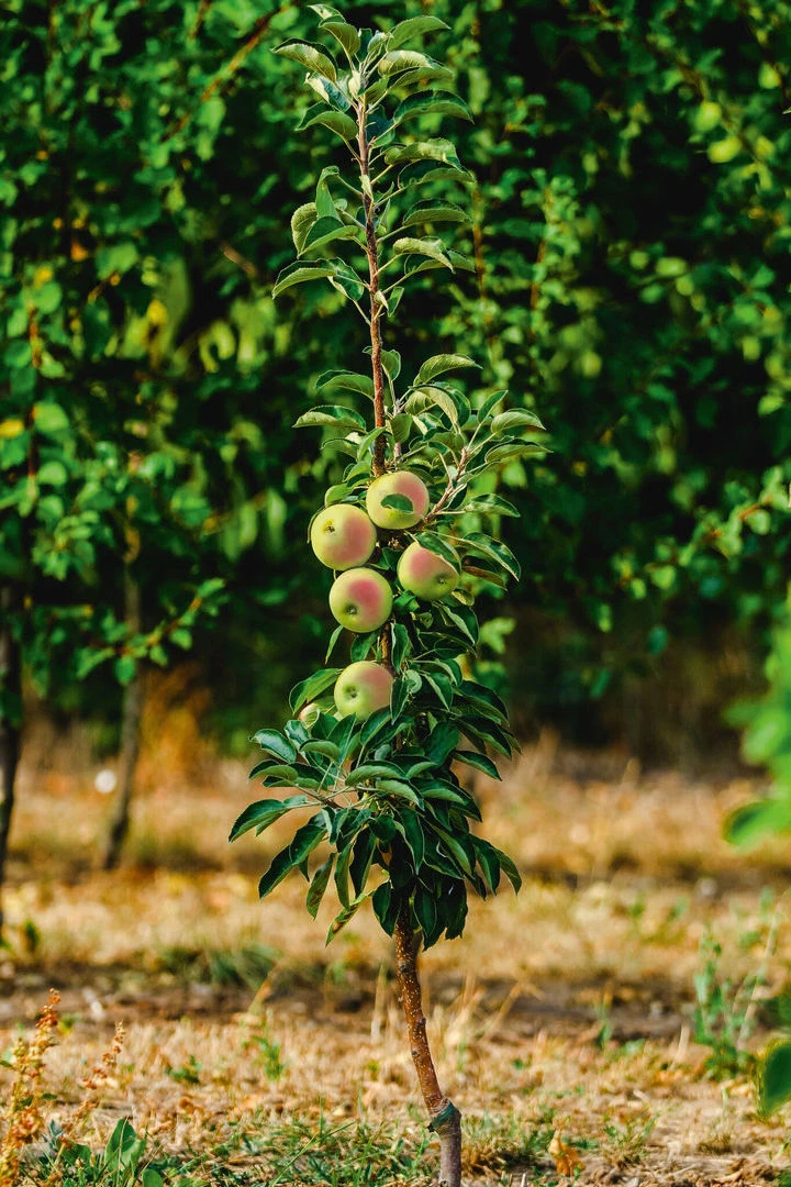 Säulenapfel `Lopini´® Malus Domestica `Lopini´® 4 Säulenapfel `Lopini´® Malus Domestica `Lopini´® – Bild 2