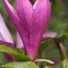 Purpur-Magnolie `Susan´ Magnolia Liliiflora `Susan´