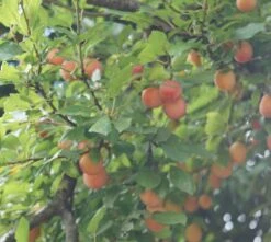 MilankaⓇ Bunte Kirschpflaume Prunus Cerasifera `Milanka´ -Obstbaumes Geschaft Milanka Frucht