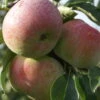 Mira ® Malus Domestica -Obstbaumes Geschaft Mira 3