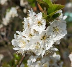 Zwergsauerkirsche Morellini Prunus Cerasus `Morellini´ 9 Zwergsauerkirsche Morellini Prunus Cerasus `Morellini´ -Obstbaumes Geschaft Morellini Bl te 1