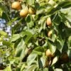 Nashi `Naddel Pear´ (Halbstamm Wurzelnackt) Pyrus Pyrifolia -Obstbaumes Geschaft Naddel Pear1