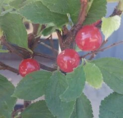 Nankingkirsche `Orient´ Prunus Tomentosa Orient -Obstbaumes Geschaft Nankingkirsche Frucht