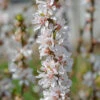 Nankingkirsche `Orient´ Prunus Tomentosa Orient 2 Nankingkirsche `Orient´ Prunus Tomentosa Orient -Obstbaumes Geschaft Nankingkirsche Orient