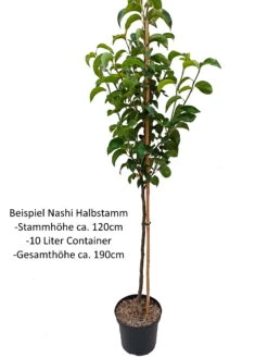 Benita®, Kreuzung Aus Birne Und Nashi Pyrus Pyrifolia `Benita´ -Obstbaumes Geschaft Nashi Halbstamm1QA3uvqrlhlbLZ