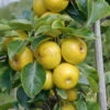 Nashi Nijiseiki Pyrus Pyrifolia `Nijiseiki´ -Obstbaumes Geschaft Nijiseiki 2