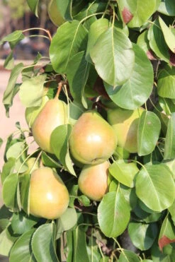 Säulenbirne `Obelisk®´ Pyrus Communis `Obelisk®´ -Obstbaumes Geschaft Obelisk1