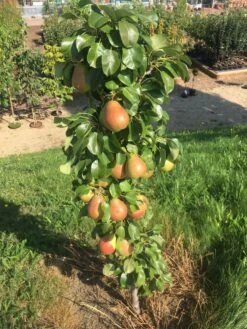 Säulenbirne `Obelisk®´ Pyrus Communis `Obelisk®´ -Obstbaumes Geschaft Obeslisk2