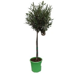 Olivenbaum - Stämmchen Olea Europaea 7 Olivenbaum - Stämmchen Olea Europaea -Obstbaumes Geschaft Olivenbaum 1