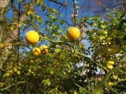 Dreiblättrige Orange Poncirus Trifoliata -Obstbaumes Geschaft PONCIRUS trifoliata