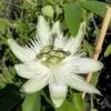 Passionsblume `Snow Queen´ Passiflora `Snow Queen´ 1 Passionsblume `Snow Queen´ Passiflora `Snow Queen´ -Obstbaumes Geschaft Passiflora Snow Queen