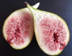 Feige `Gustissimo ® Perretta ®´ Ficus Carica `Perretta®´