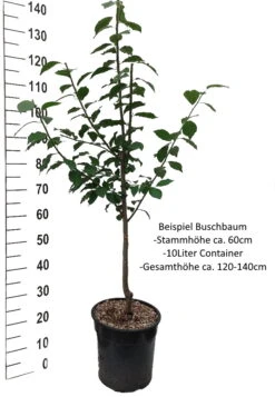 Hanita ® Prunus Domestica `Hanita -Obstbaumes Geschaft Pflaume Buschbaum Beispiel Neu WeissRnMT8pidrC9ym