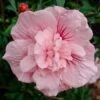 Gefüllter Hibiskus `Pink Chiffon´ Hibiscus Syriacus `Pink Chiffon´ -Obstbaumes Geschaft Pink Chiffon Kordes Jungpflanzen