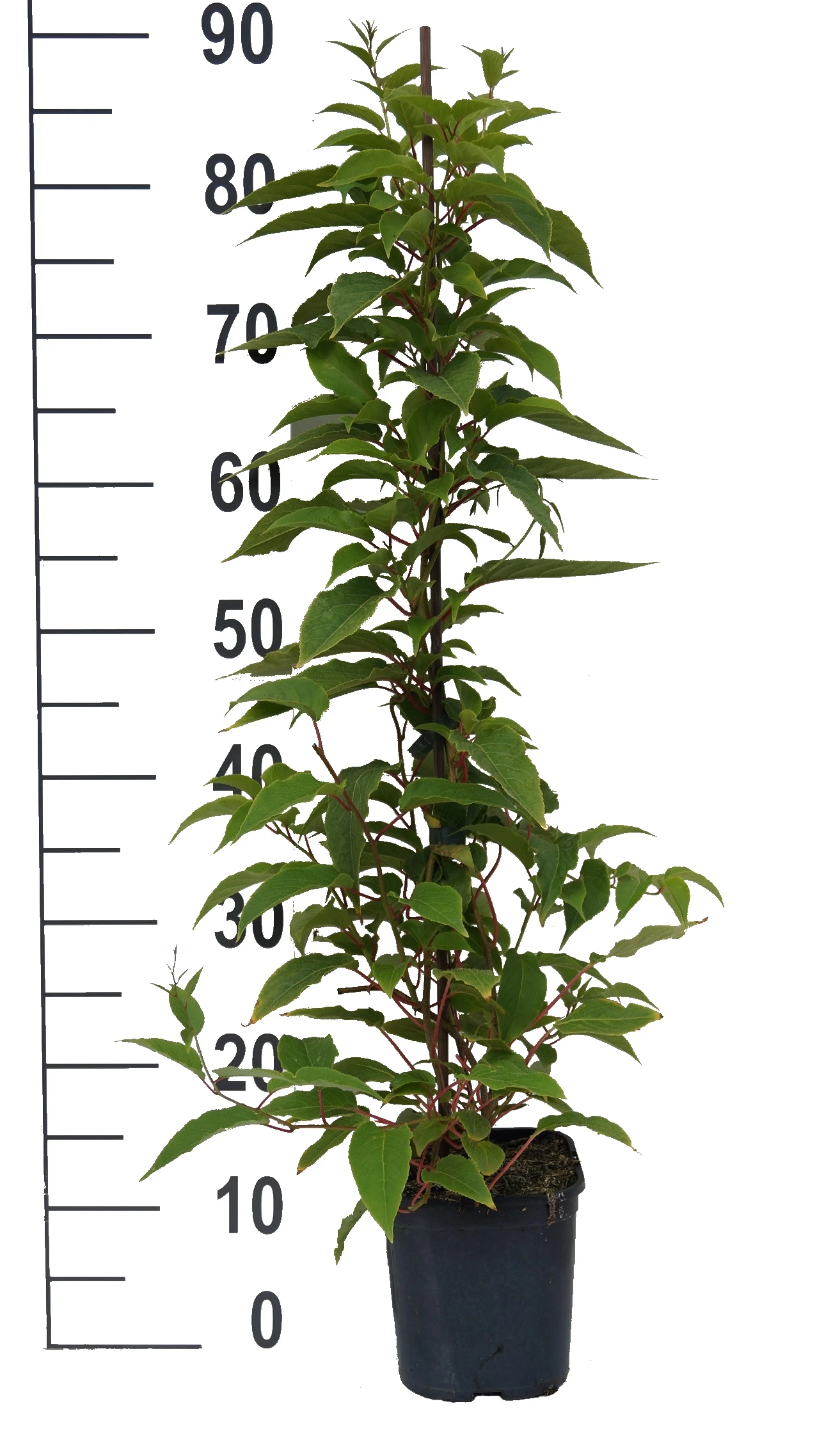 Großfrüchtige Bayern-Kiwi `Pink Jumbo´ Actinidia Arguta `Pink Jumbo´ 4 Großfrüchtige Bayern-Kiwi `Pink Jumbo´ Actinidia Arguta `Pink Jumbo´ – Bild 2