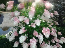 Rispenhortensie `Vanille-Fraise´ Hydrangea Paniculata `Vanille Fraise´ -Obstbaumes Geschaft Pinky Winkie Hortensie5936a36f54caf