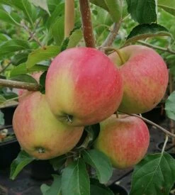 Pinova ® Malus Domestica -Obstbaumes Geschaft Pinova Baumschule