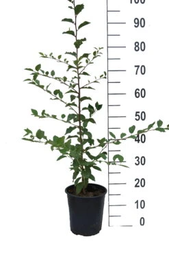 Pogauner (Alte Wildpflaume) Prunus Domestica `Pogauner´ -Obstbaumes Geschaft Pogauner weiss