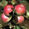 Säulenapfel `Pompink Ⓢ´ Malus Domestica `Pompink Ⓢ´ -Obstbaumes Geschaft Pompink
