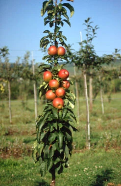 Säulenapfel `Pomredrobust´ Prunus Domestica -Obstbaumes Geschaft Pomredrobust2
