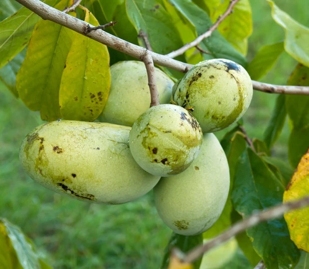 Veredelte Indianerbanane (Paw Paw) `Prima 1216´ Asimina Triloba `Prima 1216´ 3 Veredelte Indianerbanane (Paw Paw) `Prima 1216´ Asimina Triloba `Prima 1216´