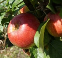 Prinz Albrecht Von Preußen Malus Domestica