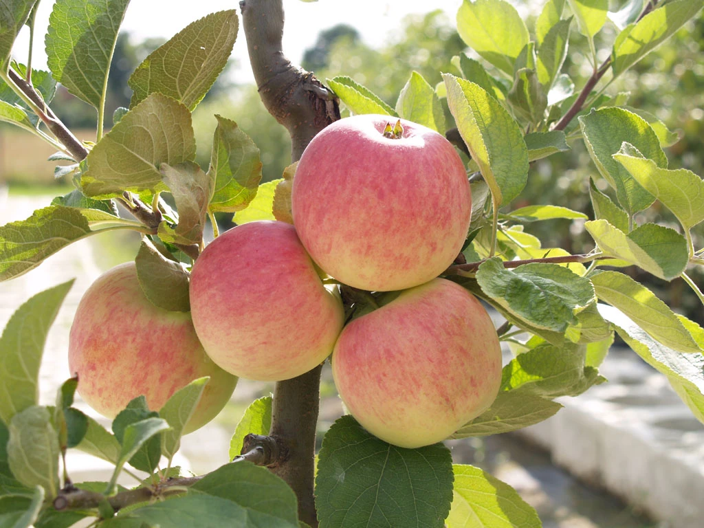 Piros ® Malus Domestica `Piros®´ 4 Piros ® Malus Domestica `Piros®´ – Bild 2