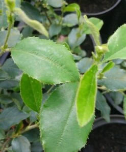 Chinesische Quitte / Holzquitte Pseudocydonia Sinensis 11 Chinesische Quitte / Holzquitte Pseudocydonia Sinensis -Obstbaumes Geschaft Pseudonya sinensis chinesische Quitte