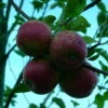 Purpurroter Cousinot Malus Domestica -Obstbaumes Geschaft Purpurroter Cusinot