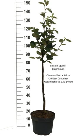 Cydora Robusta Cydonia Oblonga `Cydora Robusta´ -Obstbaumes Geschaft Quitte Beispiel buschbaum weissjkFpXeMpz2mA0