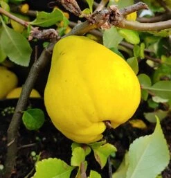 Chinesische Quitte / Holzquitte Pseudocydonia Sinensis 10 Chinesische Quitte / Holzquitte Pseudocydonia Sinensis -Obstbaumes Geschaft Quitte Holzquitte