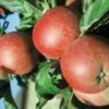 Roter Berlepsch Malus Domestica -Obstbaumes Geschaft R Berlepsch12
