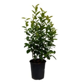 Säulen-Felsenbirne `Rainbow Pillar´® Amelanchier Canadensis `Rainbow Pillar´ -Obstbaumes Geschaft Rainbow Pillar