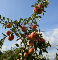 Rebella ® Malus Domestica -Obstbaumes Geschaft Rebella 1