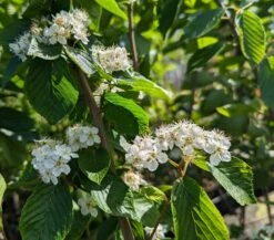 Erlenblättrige Eberesche `Red Bird´ Sorbus Alnifolia `Red Bird´ -Obstbaumes Geschaft Red Bird 1