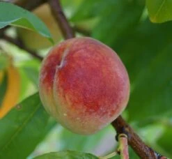 Pfirsich Red Haven Prunus Persica `Red Haven´ -Obstbaumes Geschaft Red Haven