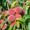Pfirsich Red Haven Prunus Persica `Red Haven´ -Obstbaumes Geschaft Red Haven am Baum