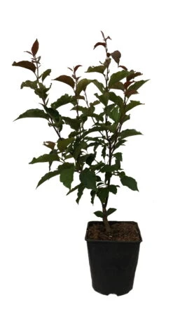 Säulenzierapfel "Red Obelisk" Malus `Red Obelisk´ -Obstbaumes Geschaft Red Obelisk12