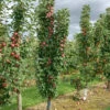 Säulenapfel `Red River´ Malus Domestica `Red River´ -Obstbaumes Geschaft Red River 2