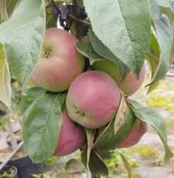 Säulenapfel `Red River´ Malus Domestica `Red River´ -Obstbaumes Geschaft Red River
