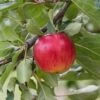 Reglindis ® Malus Domestica `Reglindis´ -Obstbaumes Geschaft ReglindisQAqIaLlre5f6L