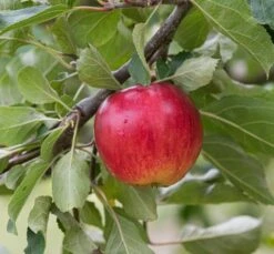 Reglindis ® Malus Domestica `Reglindis´