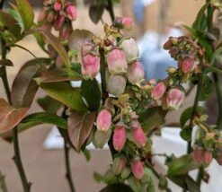 Heidelbeere - Reka Vaccinum Corymbosum `Reka´ 9 Heidelbeere - Reka Vaccinum Corymbosum `Reka´ -Obstbaumes Geschaft Reka Bl te