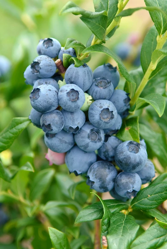 Heidelbeere - Reka Vaccinum Corymbosum `Reka´ 4 Heidelbeere - Reka Vaccinum Corymbosum `Reka´ – Bild 2